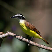 Great Kiskadee