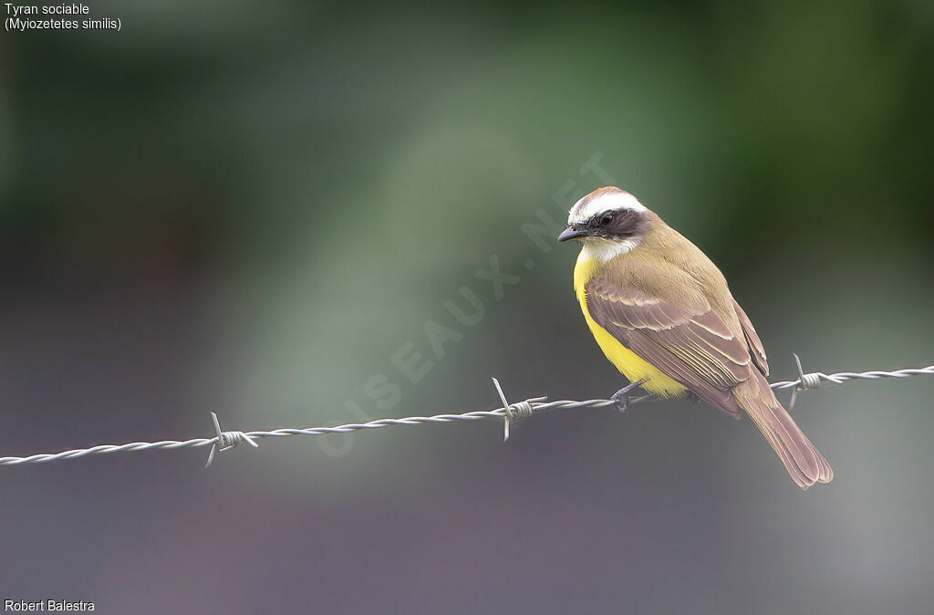 Social Flycatcher