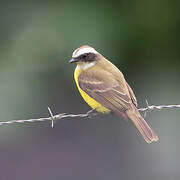 Social Flycatcher