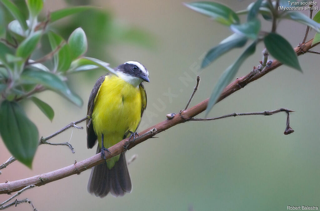 Social Flycatcher