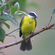 Social Flycatcher