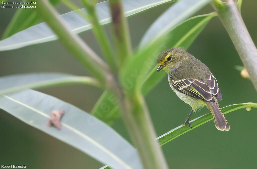 Golden-faced Tyrannulet