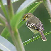 Golden-faced Tyrannulet