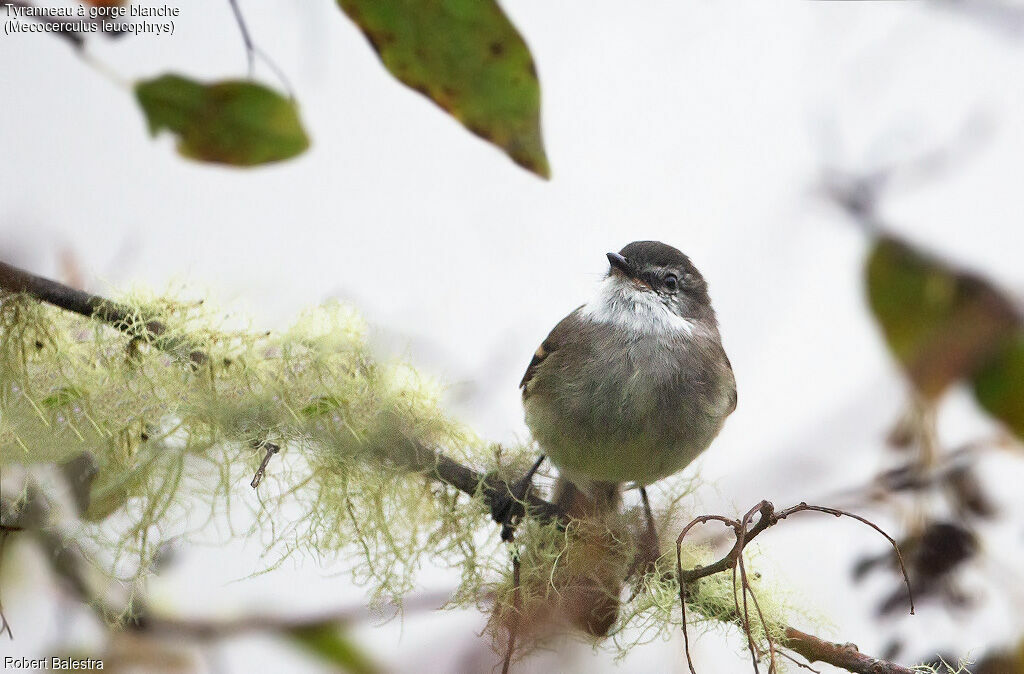 White-throated Tyrannulet