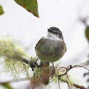 White-throated Tyrannulet