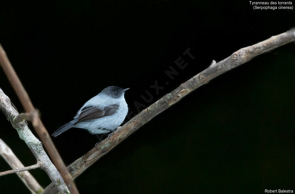 Torrent Tyrannulet