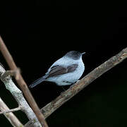 Torrent Tyrannulet