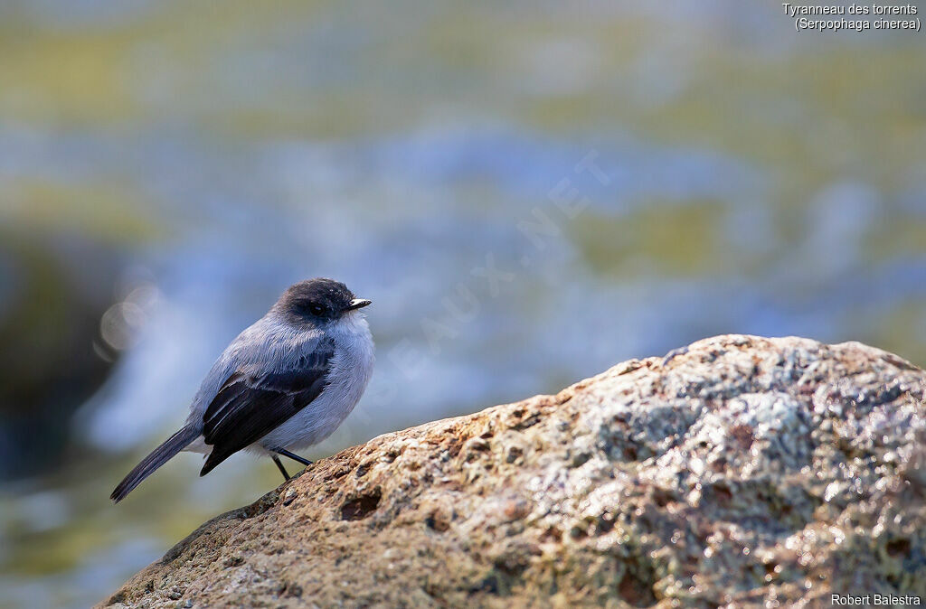 Torrent Tyrannulet