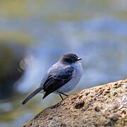 Torrent Tyrannulet