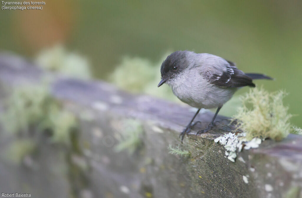 Torrent Tyrannulet