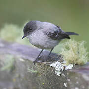 Torrent Tyrannulet