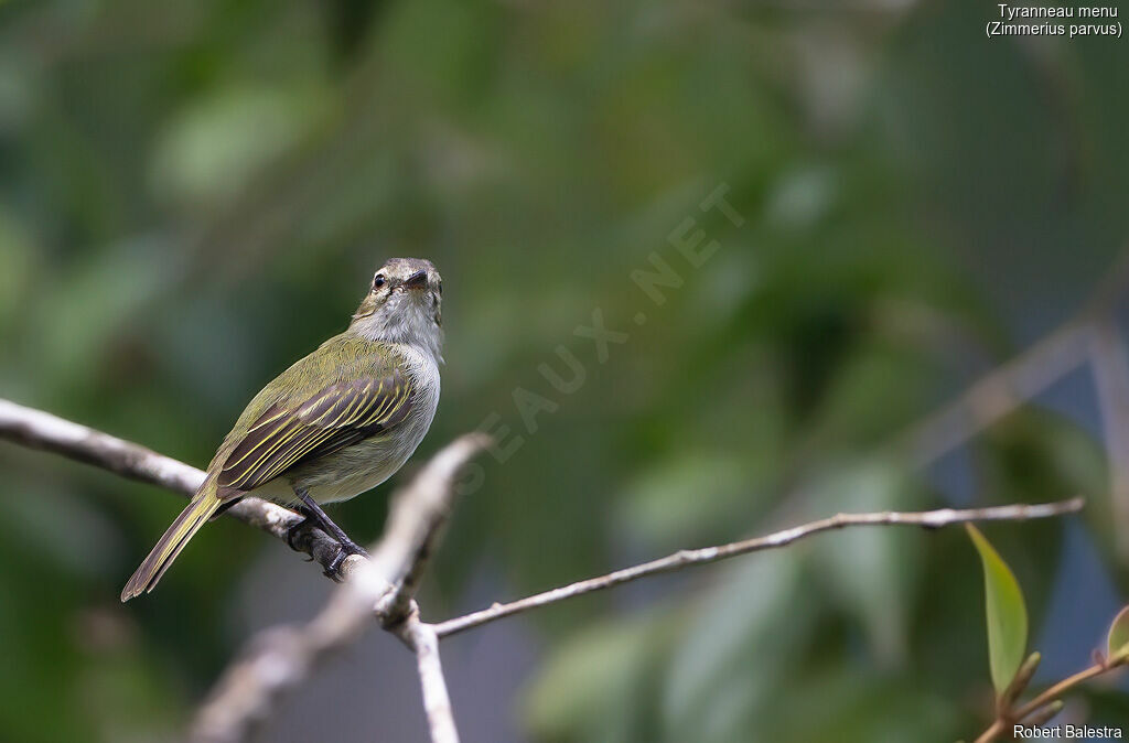 Mistletoe Tyrannulet