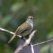 Mistletoe Tyrannulet