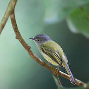 Mistletoe Tyrannulet