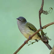 Mistletoe Tyrannulet