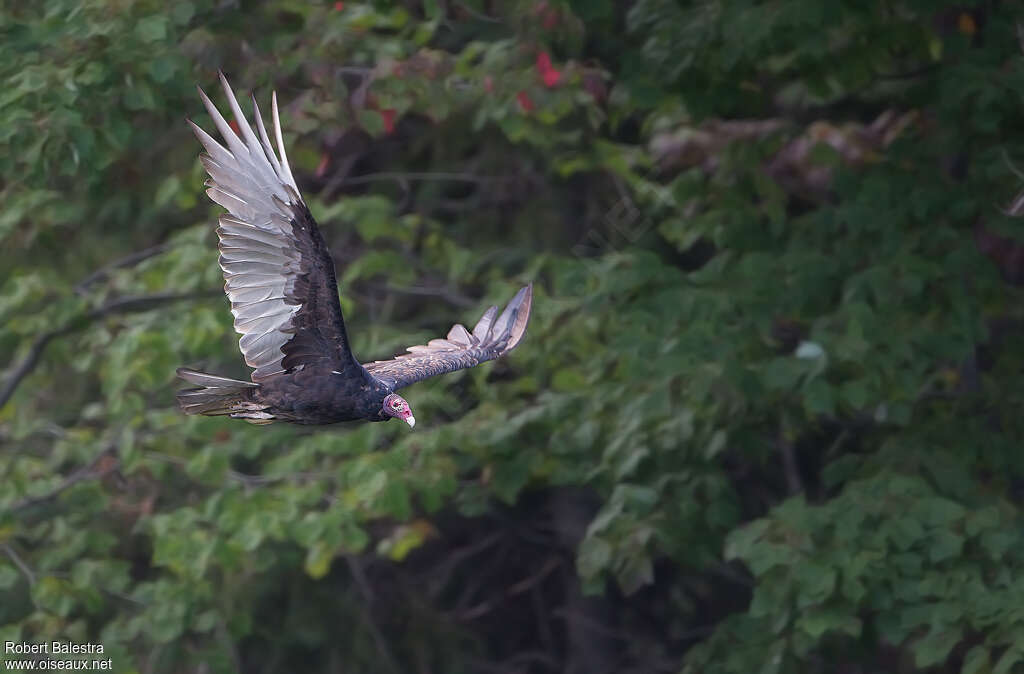 Turkey Vulture, Flight