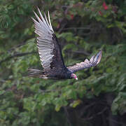 Turkey Vulture