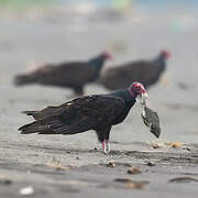 Turkey Vulture