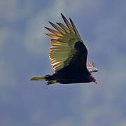 Turkey Vulture