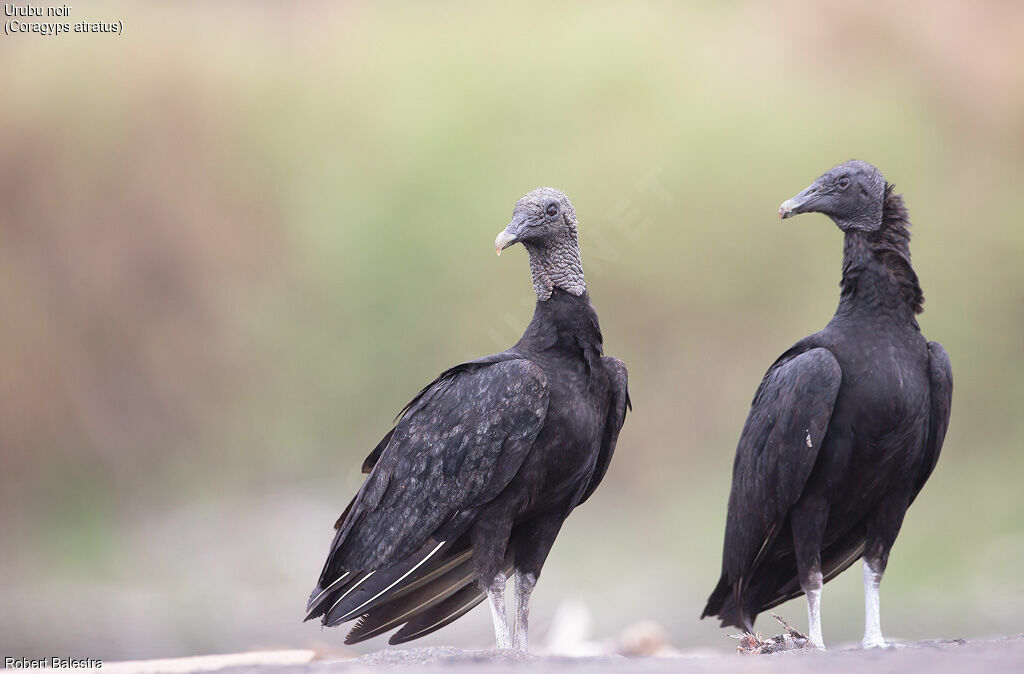 Black Vulture