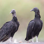 Black Vulture