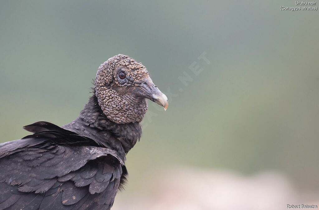 Black Vulture