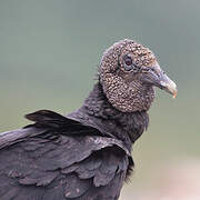 Black Vulture