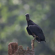 Black Vulture