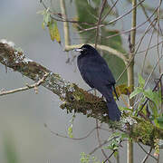 Giant Cowbird