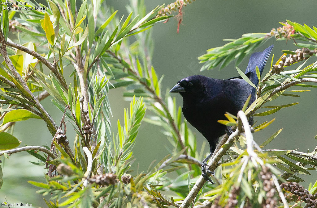 Shiny Cowbird