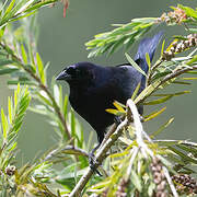 Shiny Cowbird