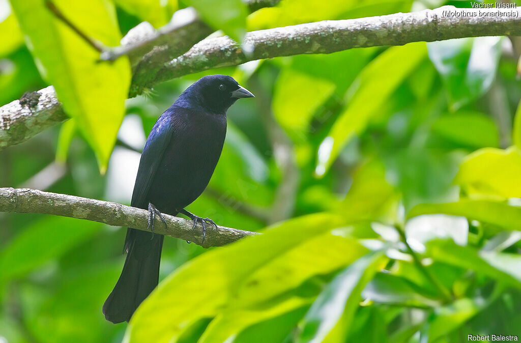 Shiny Cowbird