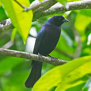 Shiny Cowbird