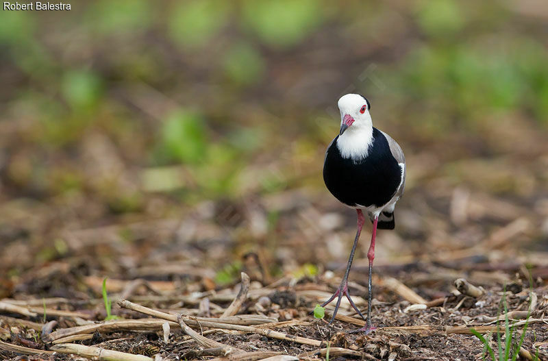 Long-toed Lapwing