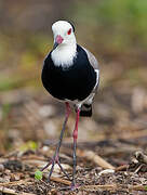 Long-toed Lapwing