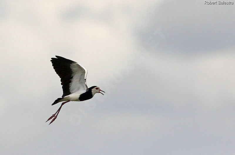 Long-toed Lapwing