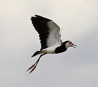 Long-toed Lapwing