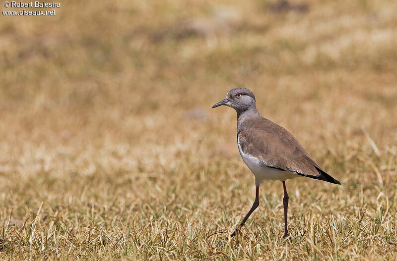 Black-winged Lapwing