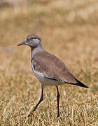 Black-winged Lapwing