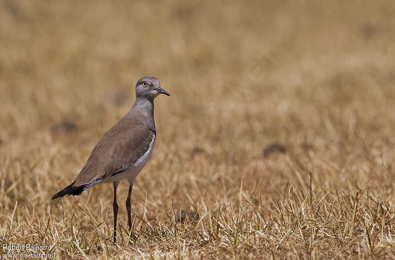 Vanneau à ailes noiresadulte