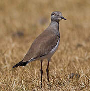 Black-winged Lapwing