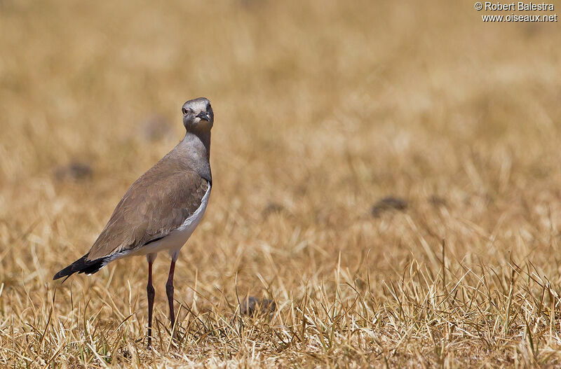 Black-winged Lapwing