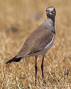 Black-winged Lapwing