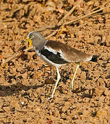 White-crowned Lapwing