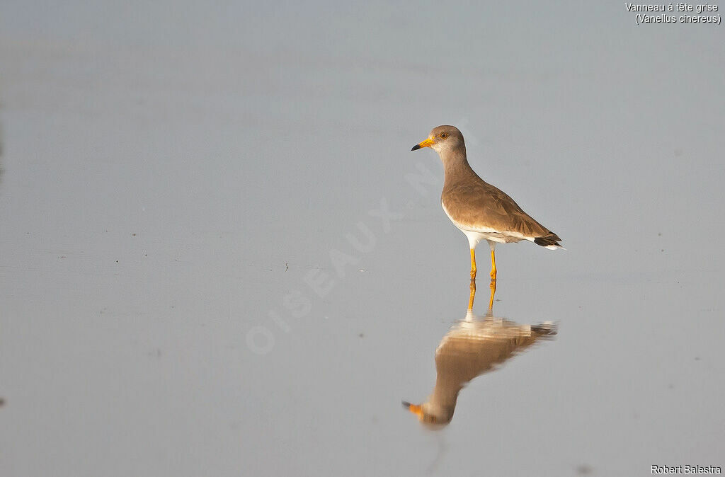 Grey-headed Lapwing