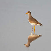 Grey-headed Lapwing