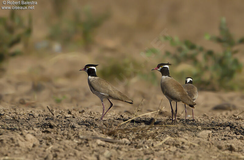 Black-headed Lapwing