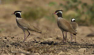 Black-headed Lapwing