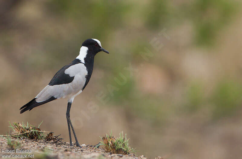 Blacksmith Lapwingadult breeding, identification