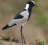 Blacksmith Lapwing